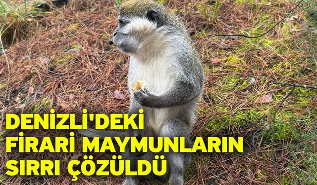 Denizli'deki firari maymunların sırrı çözüldü
