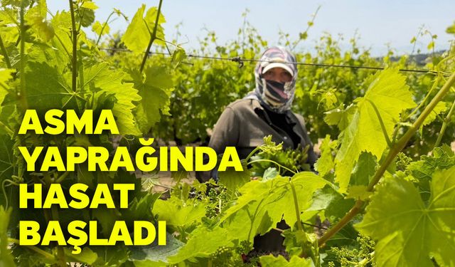 Asma yaprağında hasat başladı
