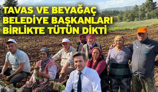 Tavas ve Beyağaç Belediye Başkanları birlikte tütün dikti