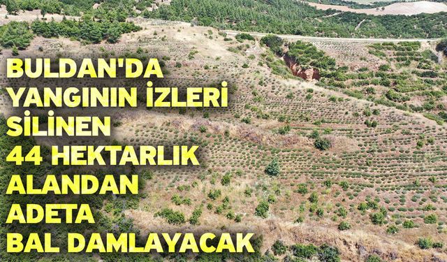 Buldan'da yangının izleri silinen 44 hektarlık alandan adeta bal damlayacak