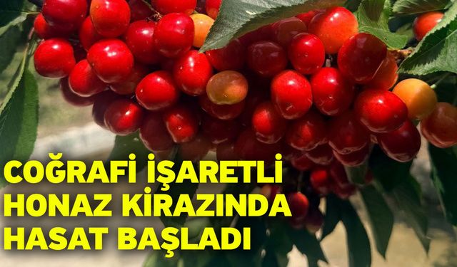Coğrafi İşaretli Honaz Kirazında Hasat Başladı