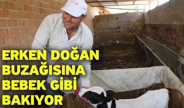 Erken doğan buzağısına bebek gibi bakıyor