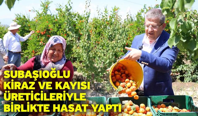 Subaşıoğlu kiraz ve kayısı üreticileriyle birlikte hasat yaptı