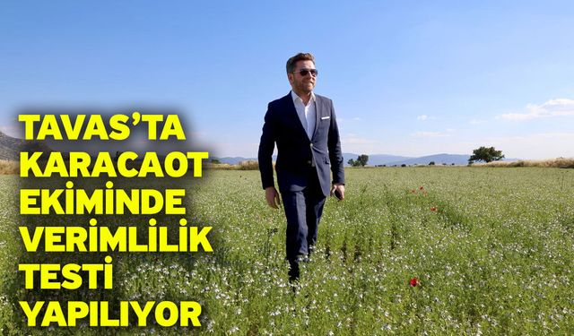 Tavas’ta karacaot ekiminde verimlilik testi yapılıyor