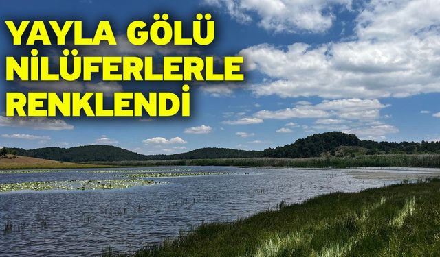 Yayla Gölü nilüferlerle renklendi