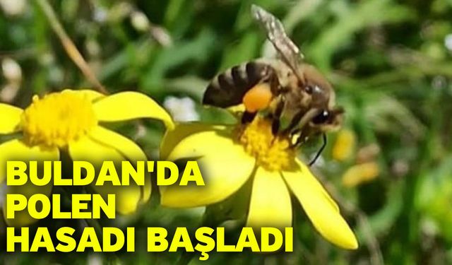 Buldan'da polen hasadı başladı