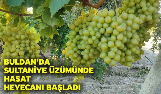 Buldan'da sultaniye üzümünde hasat heyecanı başladı