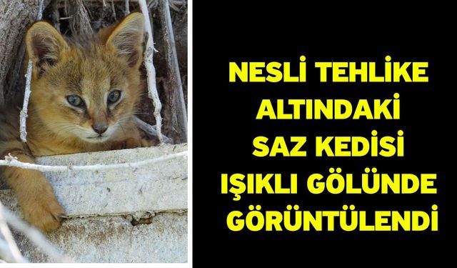 Nesli tehlike altındaki saz kedisi Işıklı Gölünde görüntülendi