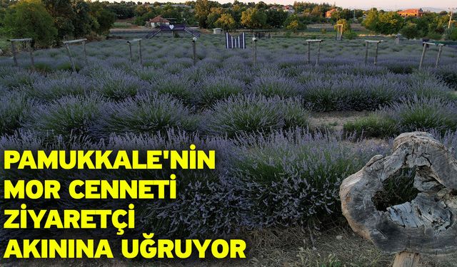 Pamukkale'nin mor cenneti ziyaretçi akınına uğruyor