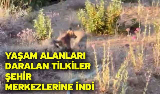 Yaşam alanları daralan tilkiler şehir merkezlerine indi