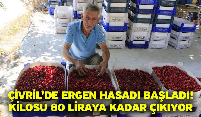 Çivril’de Ergen Hasadı Başladı! Kilosu 80 Liraya Kadar Çıkıyor