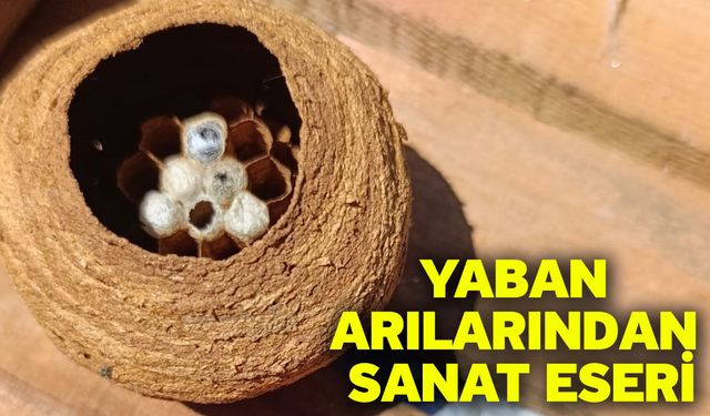 Yaban arılarından sanat eseri