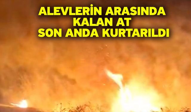 Alevlerin arasında kalan at son anda kurtarıldı