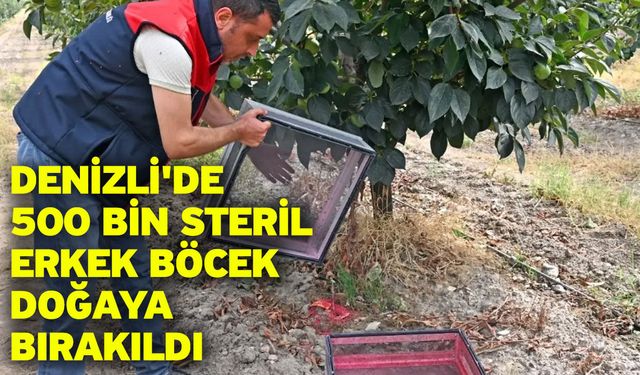 Denizli'de 500 Bin Steril Erkek Böcek Doğaya Bırakıldı