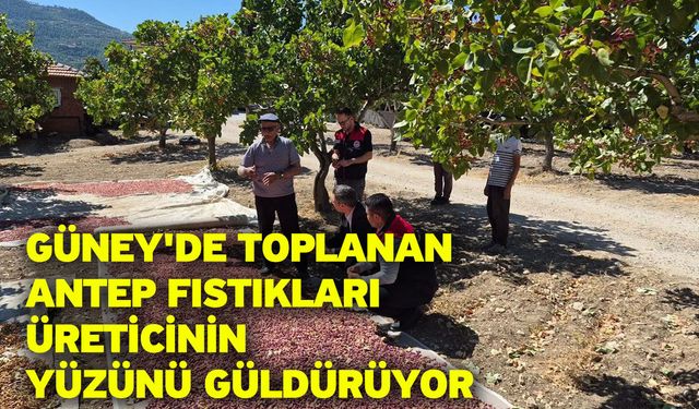 Güney'de toplanan Antep fıstıkları üreticinin yüzünü güldürüyor