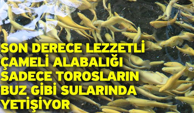 Son derece lezzetli Çameli alabalığı sadece Torosların buz gibi sularında yetişiyor