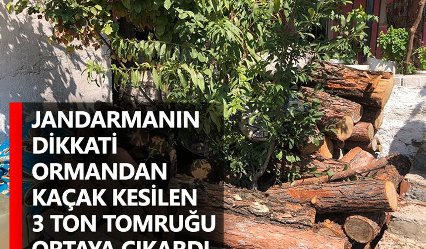 Jandarmanın Dikkati Ormandan Kaçak Kesilen 3 Ton Tomruğu Ortaya Çıkardı
