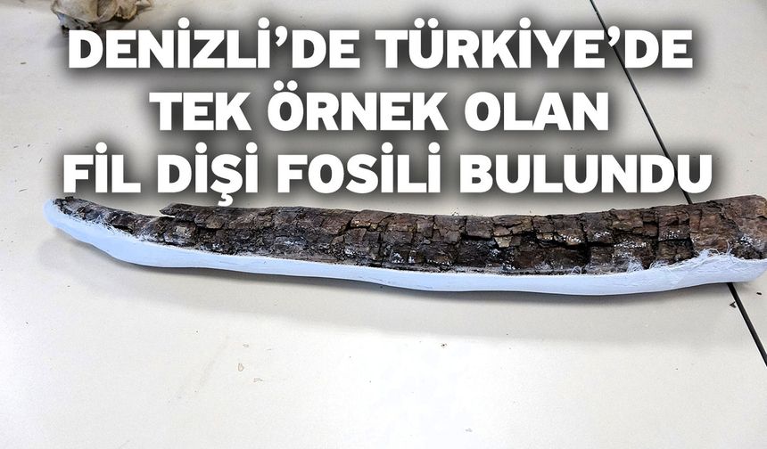 Denizli’de Türkiye’de Tek Örnek Olan Fil Dişi Fosili Bulundu