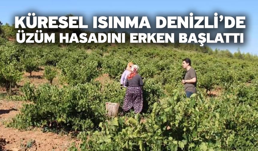 Küresel ısınma Denizli’de üzüm hasadını erken başlattı