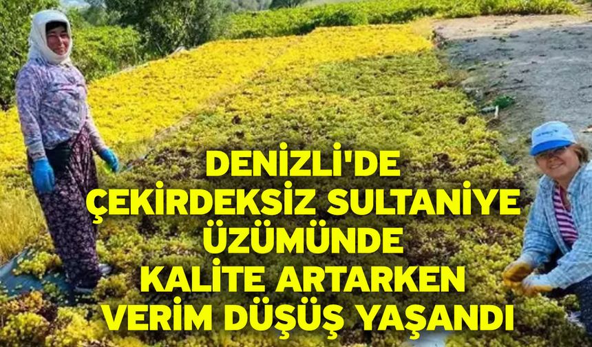 Denizli'de çekirdeksiz sultaniye üzümünde kalite artarken verim düşüş yaşandı