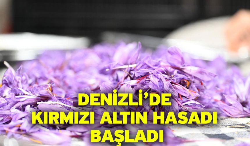 Denizli’de Kırmızı Altın Hasadı Başladı