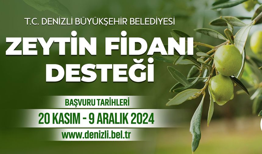 Denizli Büyükşehir çiftçilere 50 bin zeytin fidanı dağıtacak