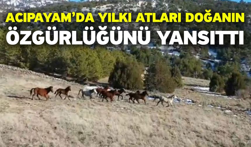 Acıpayam’da Yılkı Atları Doğanın Özgürlüğünü Yansıttı