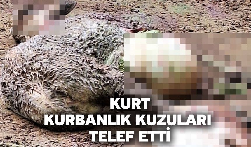 Kurt, kurbanlık kuzuları telef etti