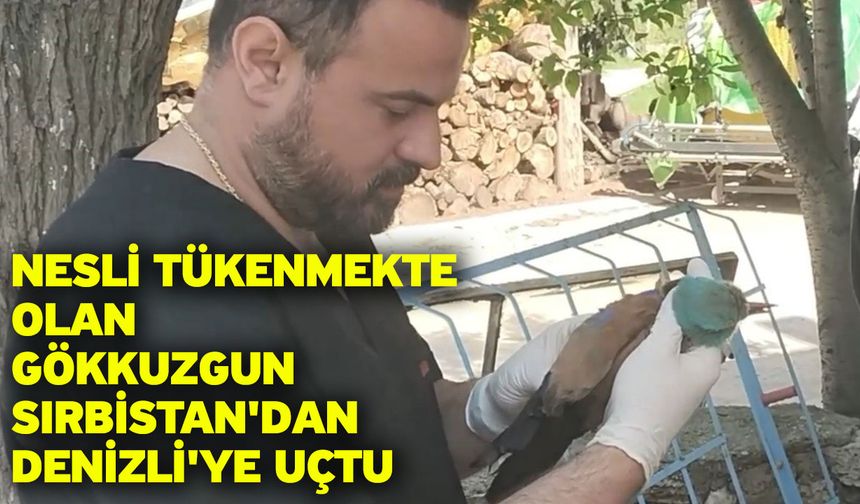 Nesli tükenmekte olan gökkuzgun Sırbistan'dan Denizli'ye uçtu