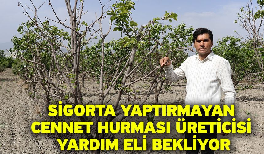 Sigorta yaptırmayan cennet hurması üreticisi yardım eli bekliyor