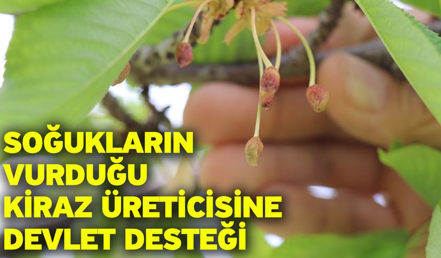 Soğukların vurduğu kiraz üreticisine devlet desteği