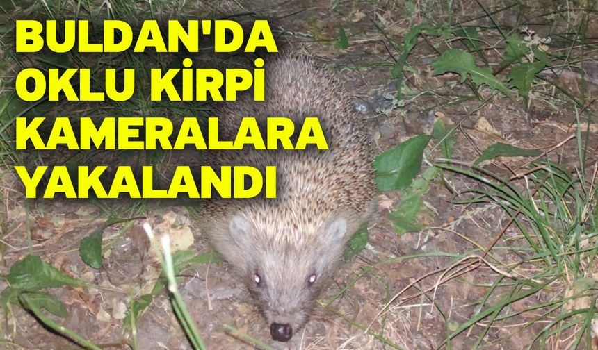 Buldan'da oklu kirpi kameralara yakalandı