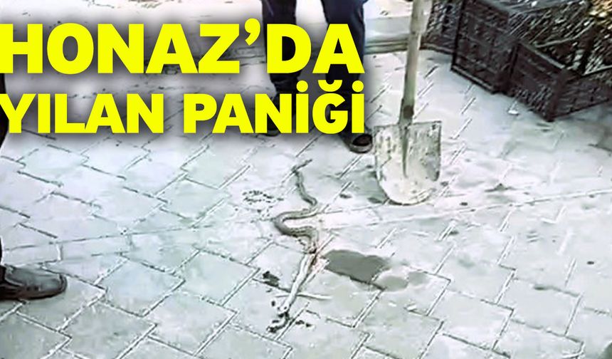 Honaz’da yılan paniği