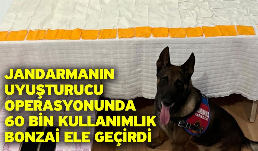 Jandarmanın uyuşturucu operasyonunda 60 bin kullanımlık bonzai ele geçirdi