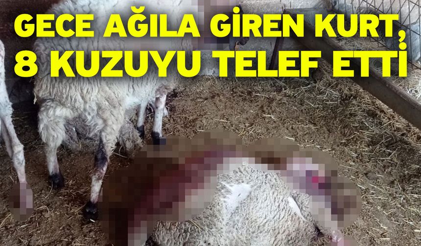 Gece ağıla giren kurt, 8 kuzuyu telef etti