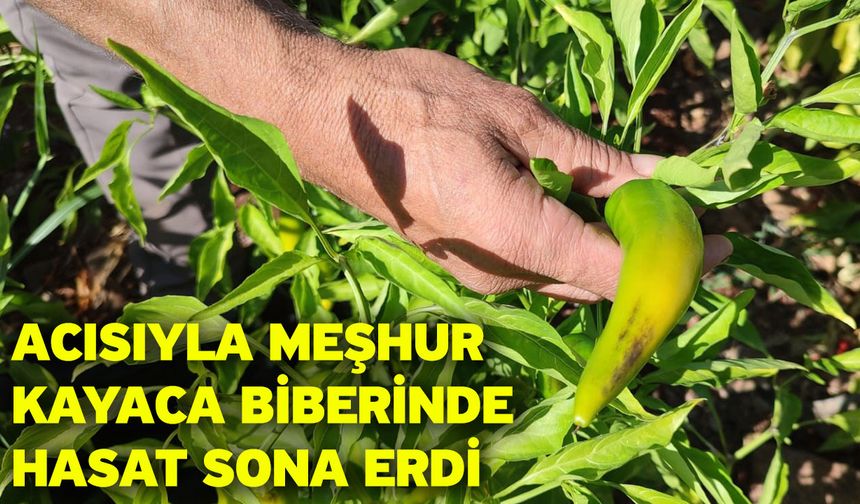 Acısıyla meşhur Kayaca biberinde hasat sona erdi