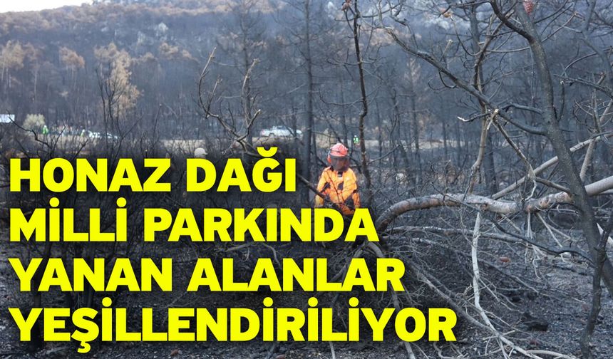 Honaz Dağı Milli Parkında yanan alanlar yeşillendiriliyor
