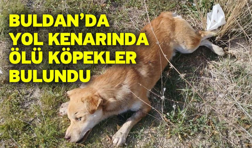 Buldan’da yol kenarında ölü köpekler bulundu