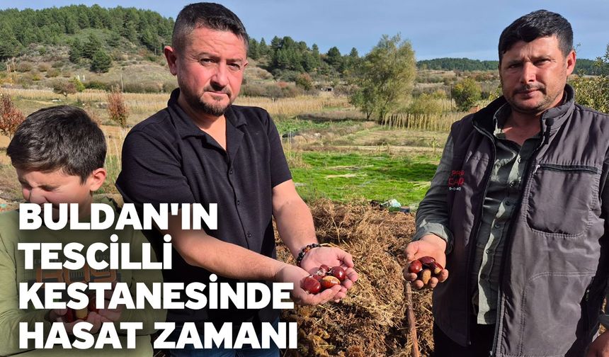 Buldan'ın tescilli kestanesinde hasat zamanı