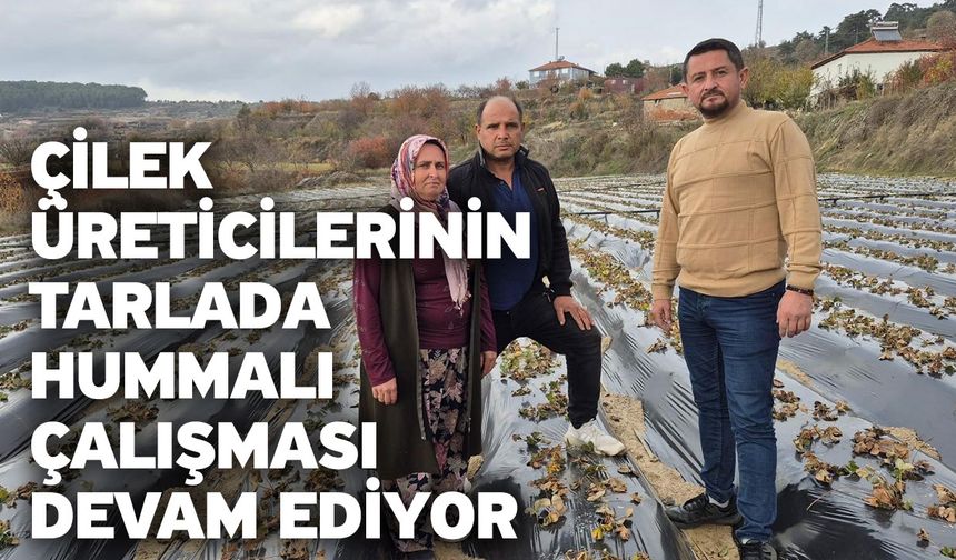 Çilek Üreticilerinin Tarlada Hummalı Çalışması Devam Ediyor