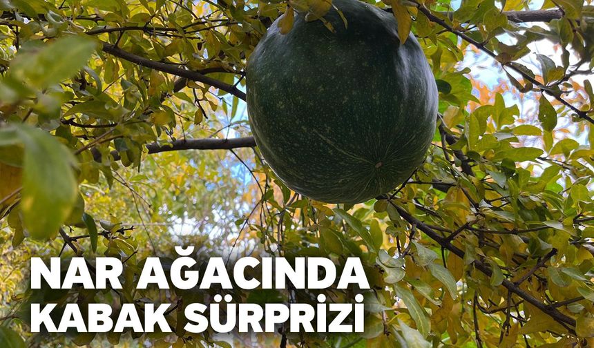 Nar Ağacında Kabak Sürprizi
