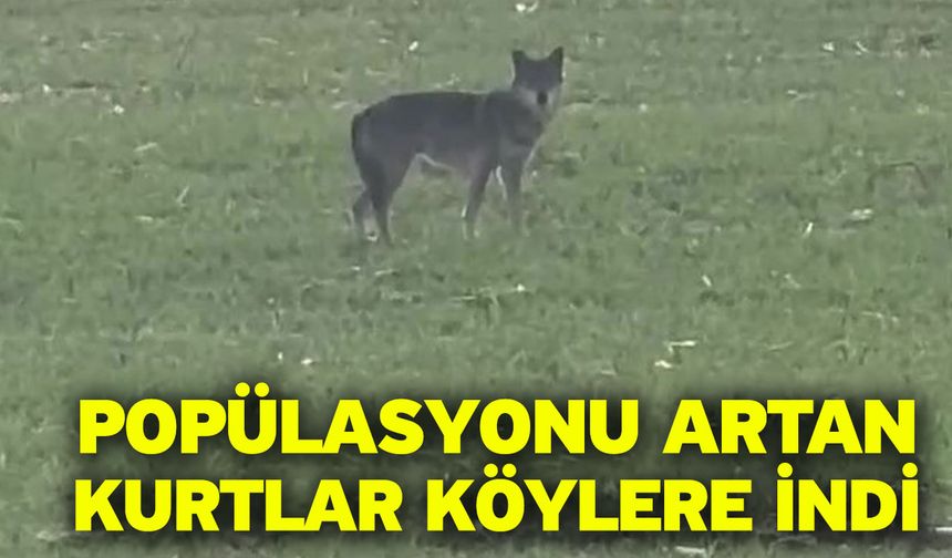 Popülasyonu artan kurtlar köylere indi