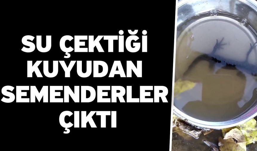 Su çektiği kuyudan semenderler çıktı