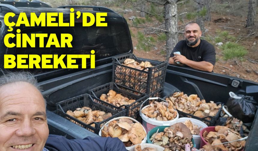 Çameli’de Cintar Bereketi