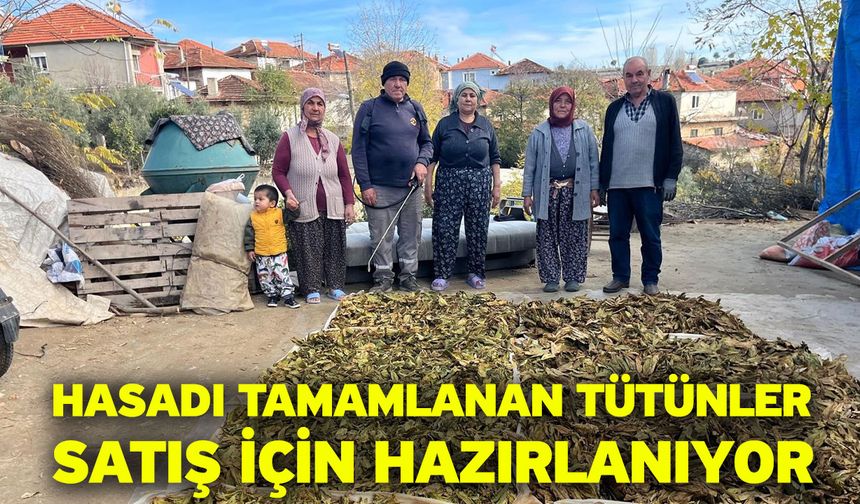 Hasadı tamamlanan tütünler satış için hazırlanıyor