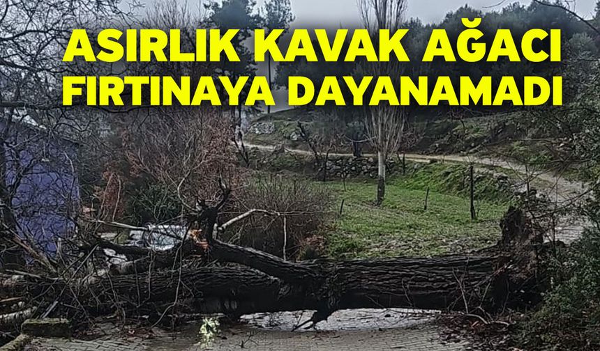 Asırlık kavak ağacı fırtınaya dayanamadı