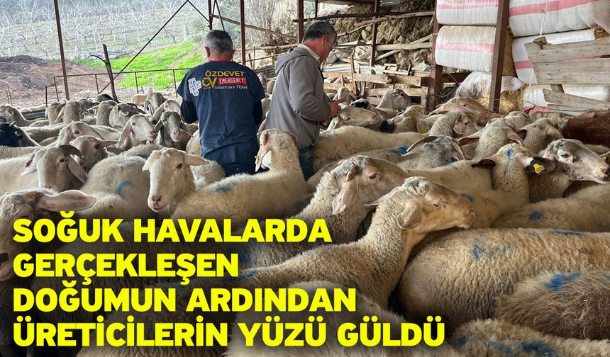 Soğuk havalarda gerçekleşen doğumun ardından üreticilerin yüzü güldü