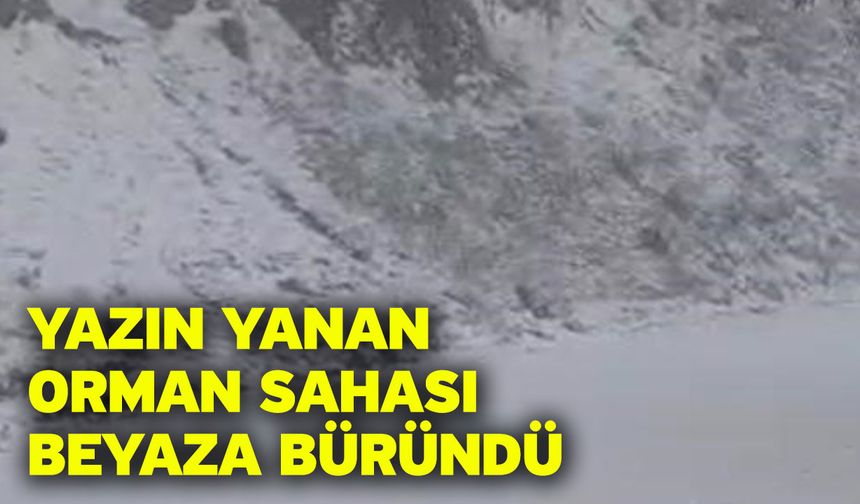 Yazın yanan orman sahası beyaza büründü