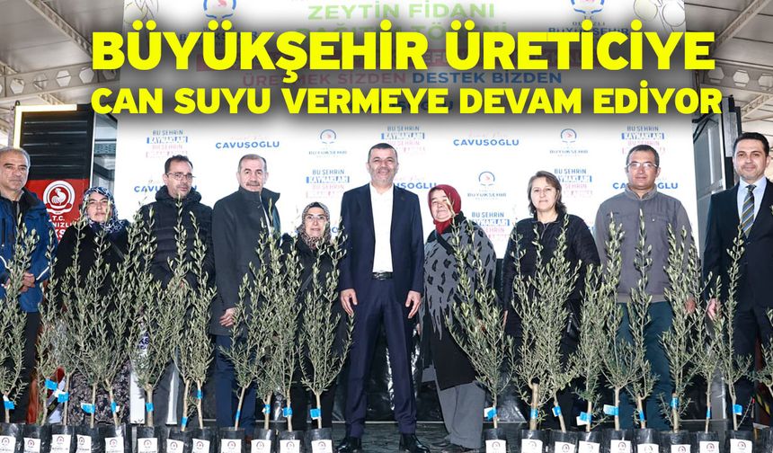 Denizli Büyükşehir’den üreticiye 84 bin sertifikalı zeytin fidanı