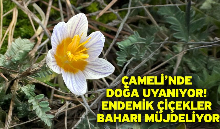 Çameli’nde Doğa Uyanıyor! Endemik Çiçekler Baharı Müjdeliyor